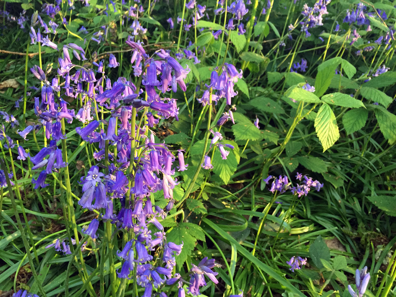 Bluebells in Shepherdleas Woods, London