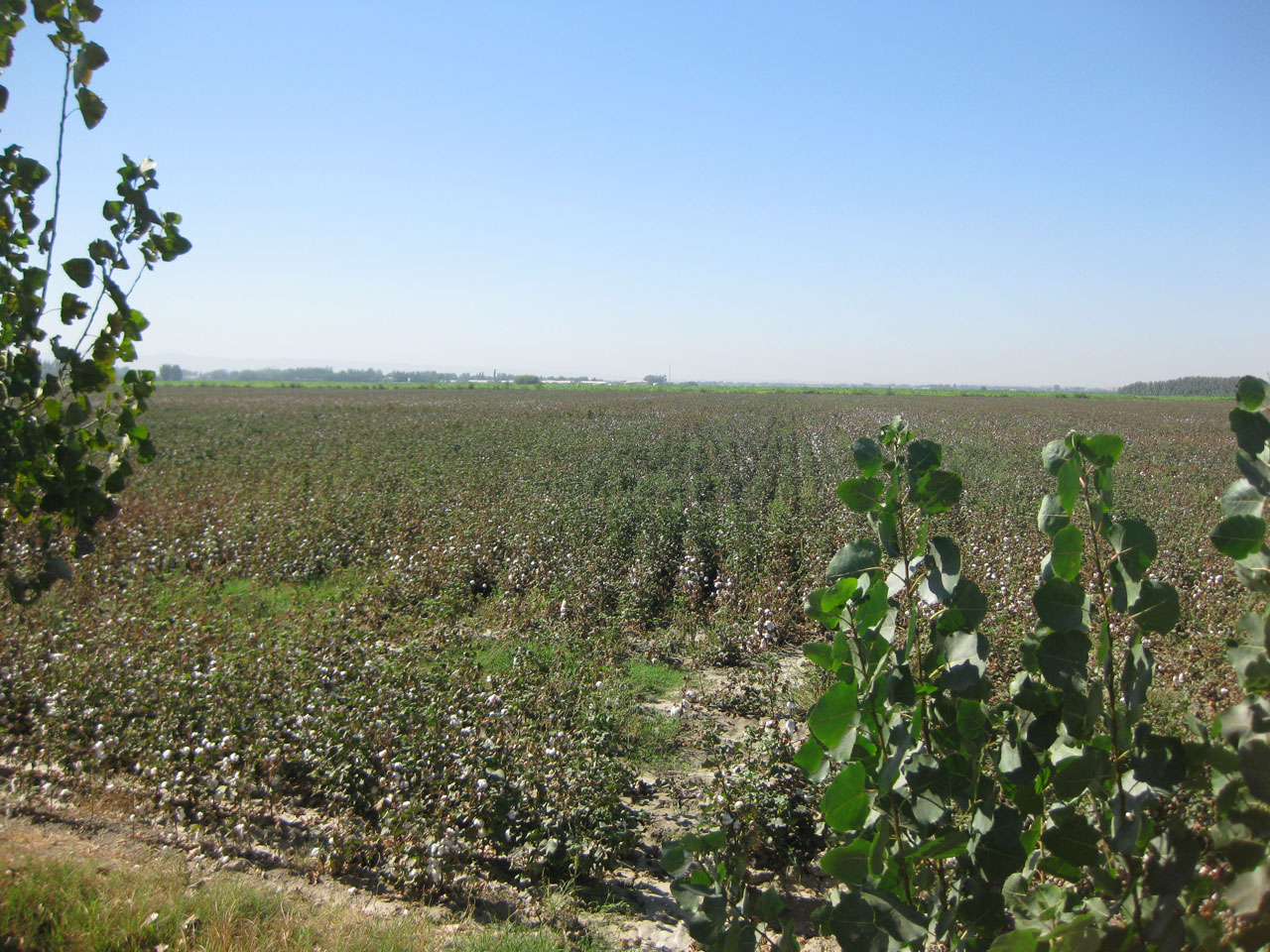 Cotton fields near Bukhara, Uzbekistan