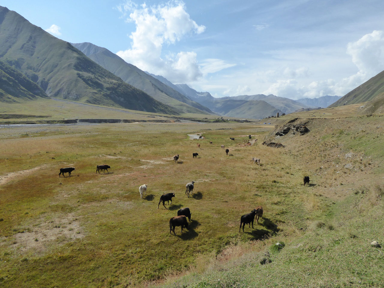 Cows grazing in the Truso Valley, Georgia