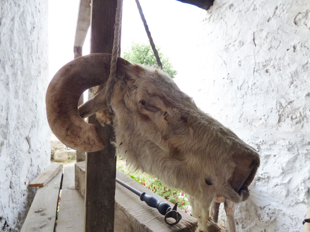 Goat's head at the Ethnographic Museum, Krujë