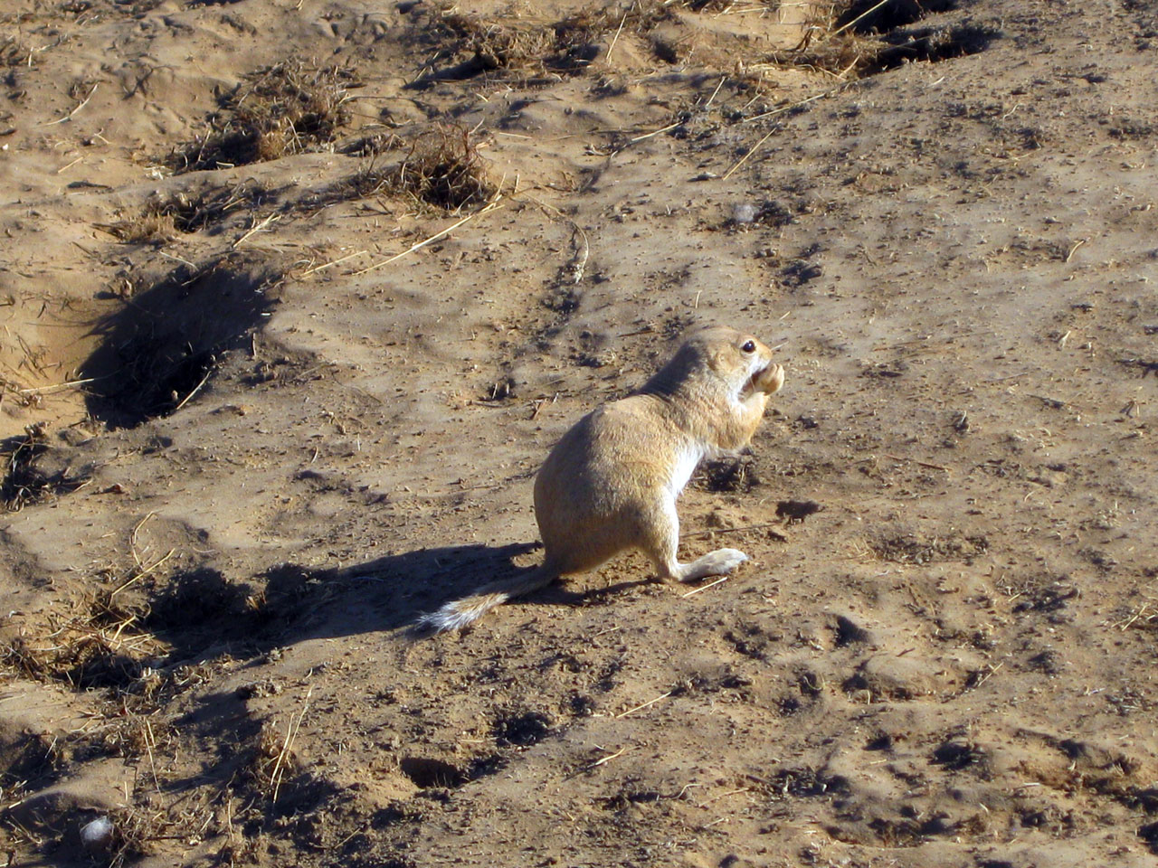 Ground squirrel, Uzbekistan