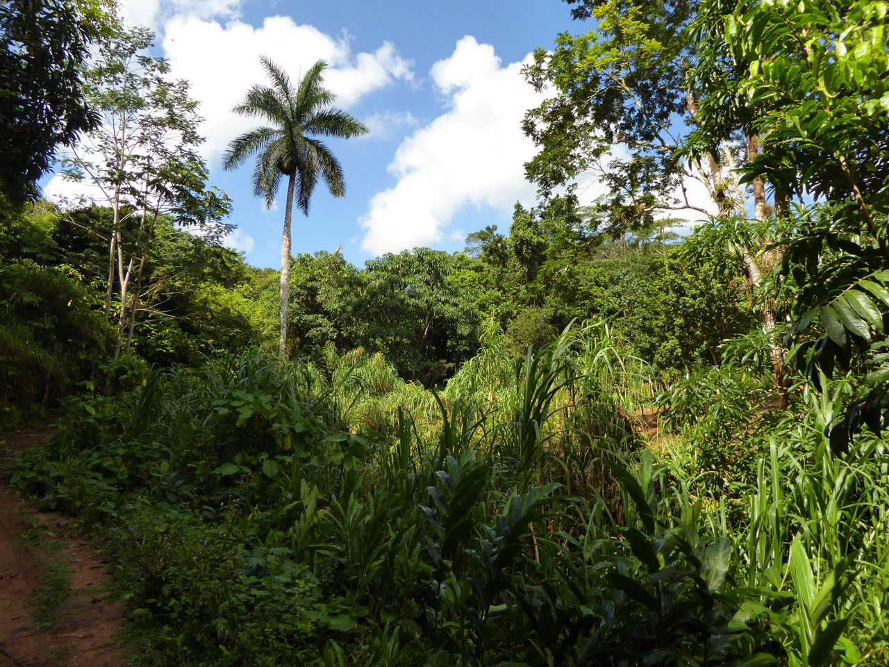 Jungle foliage in Topes de Collantes, Cuba