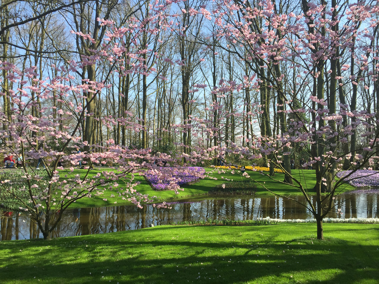 Colourful blossoms at Keukenhof, Netherlands