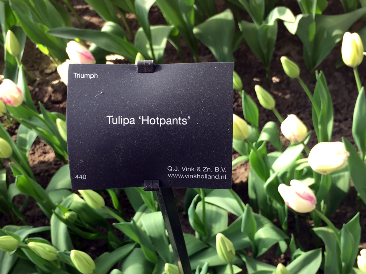 Tulipa 'Hotpants' at Keukenhof gardens, Netherlands