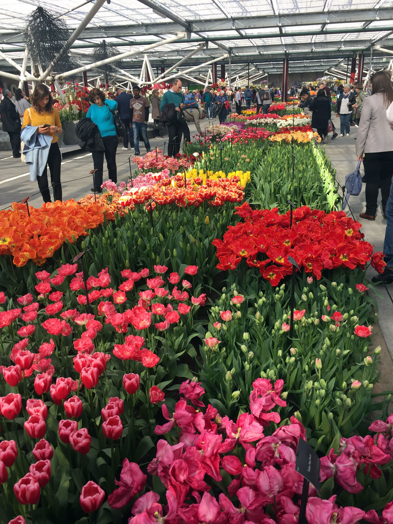 Tulips in the Willem-Alexander pavilion at Keukenhof, Netherlands