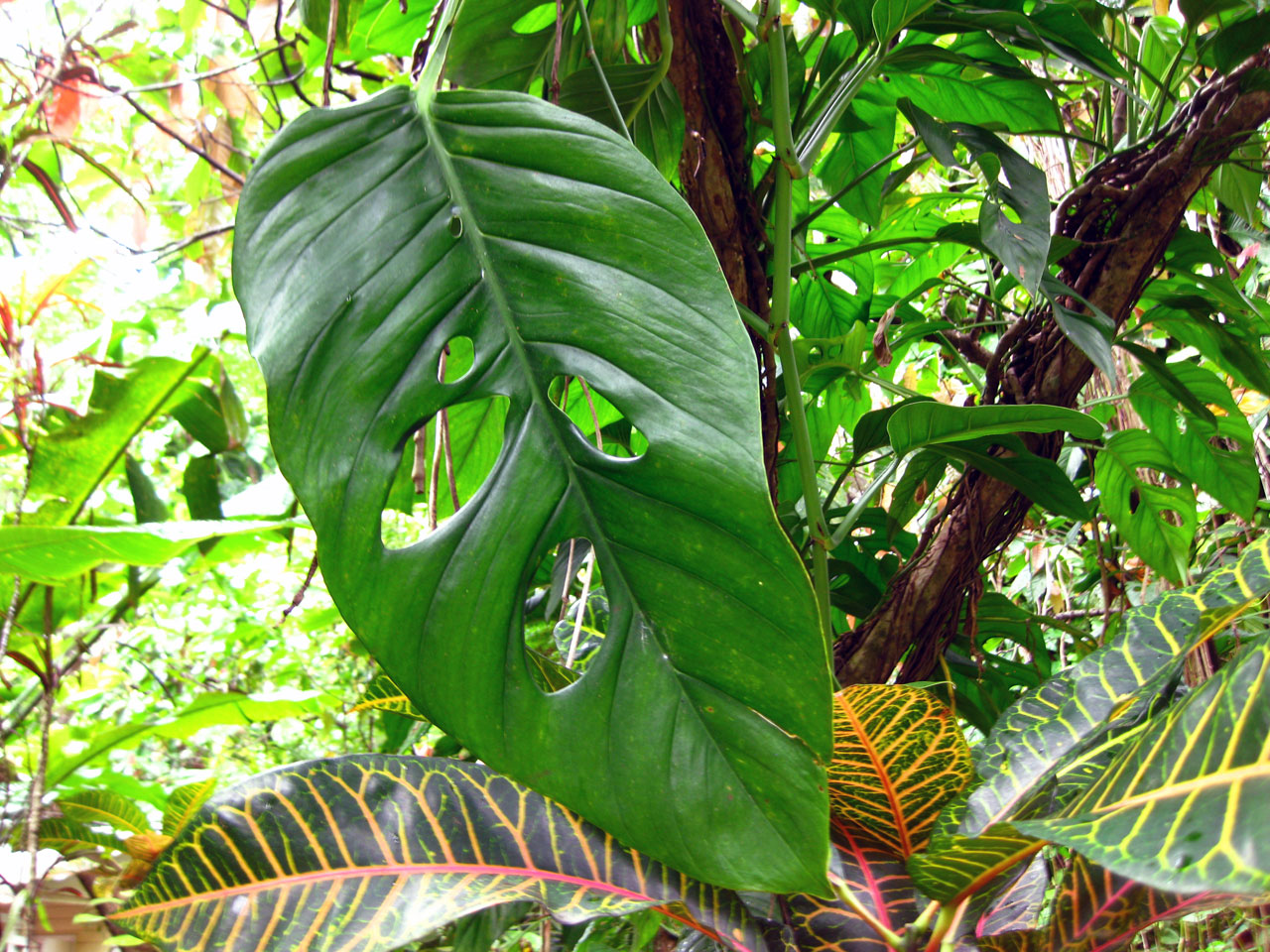 A leaf that looks like a face, Diamond Falls Botanical Gardens, Saint Lucia