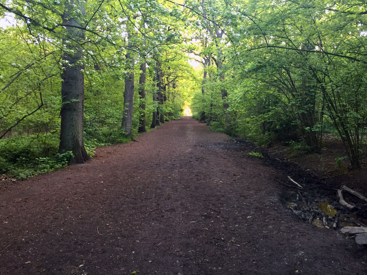 Oxleas Woods, London