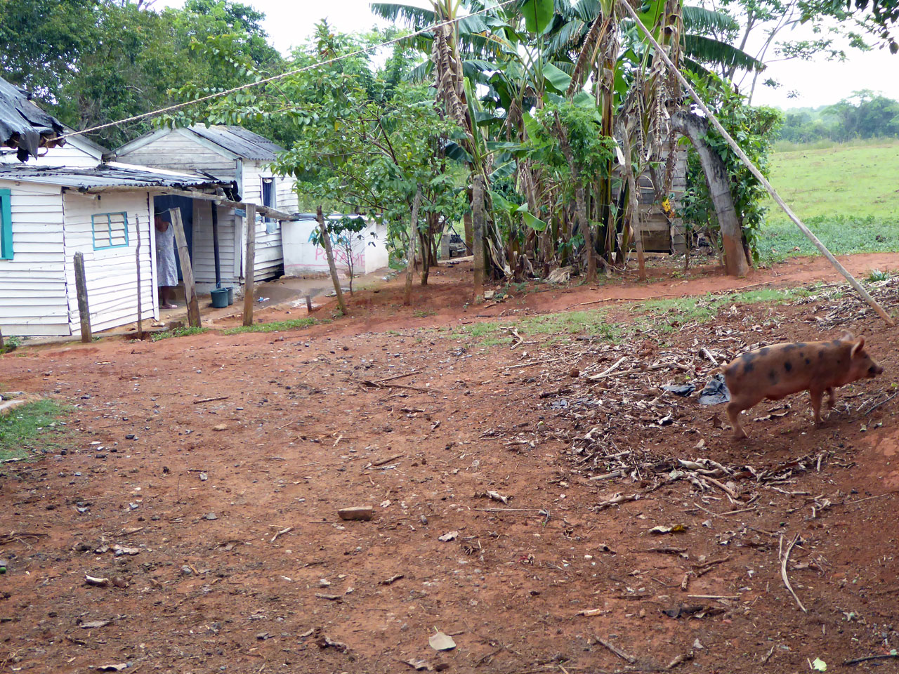 Pig sty in Viñales, Cuba