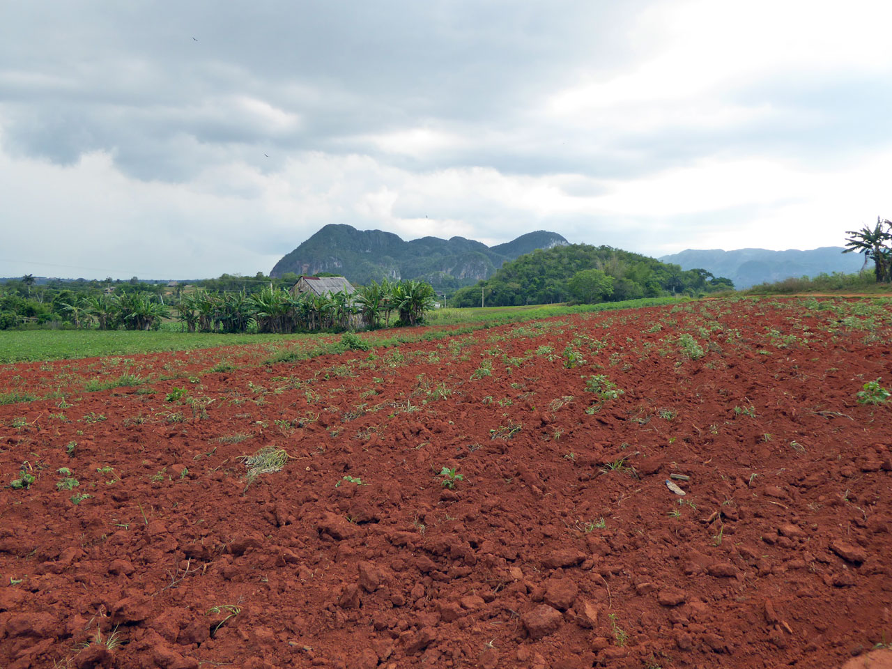 Red soil fields around Viñales, Cuba