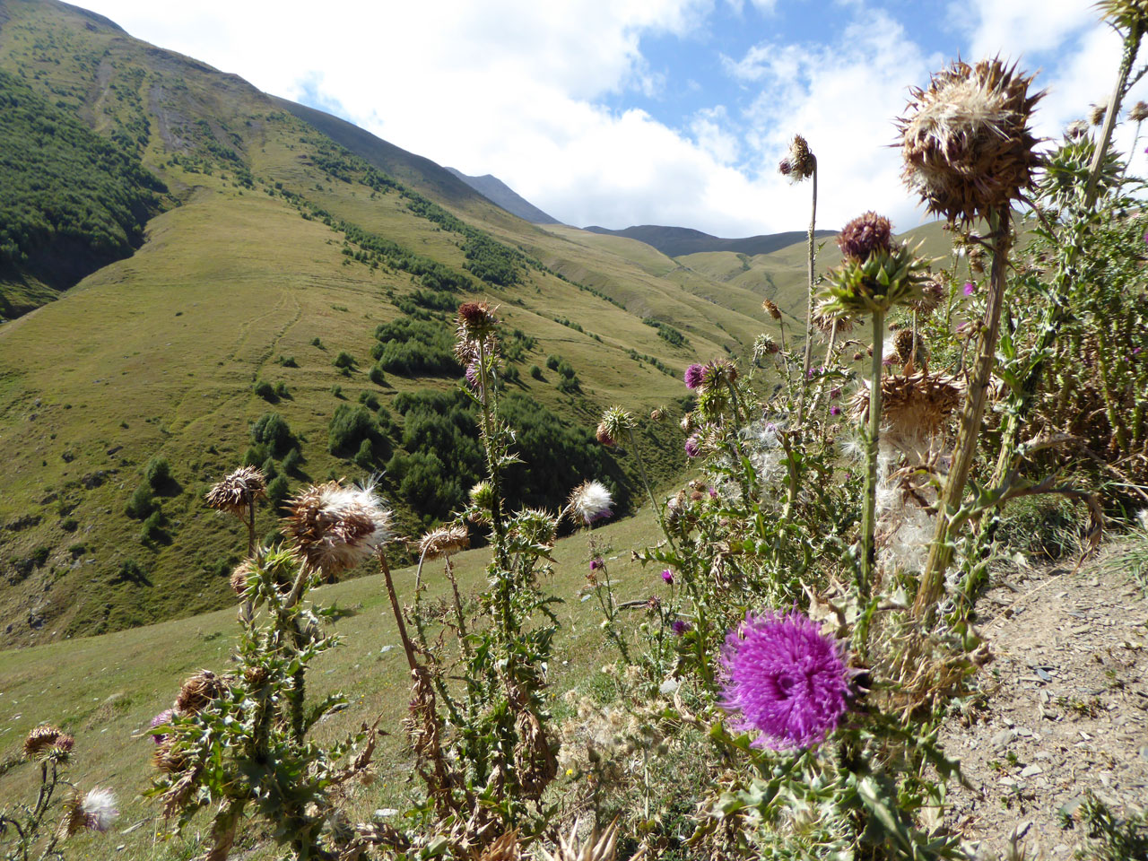 Thistles on a hillside in Kazbegi, Georgia