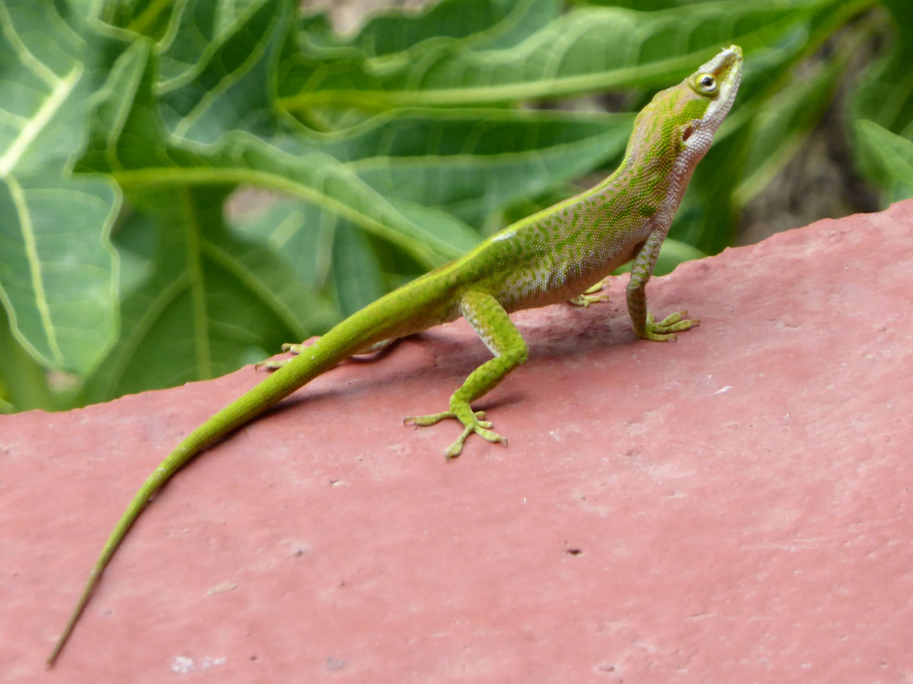 Lizard in Viñales, Cuba