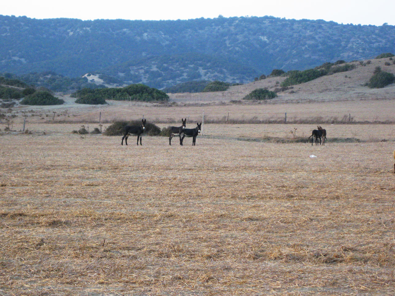 Wild donkeys on the Karpaz Peninsula, Cyprus