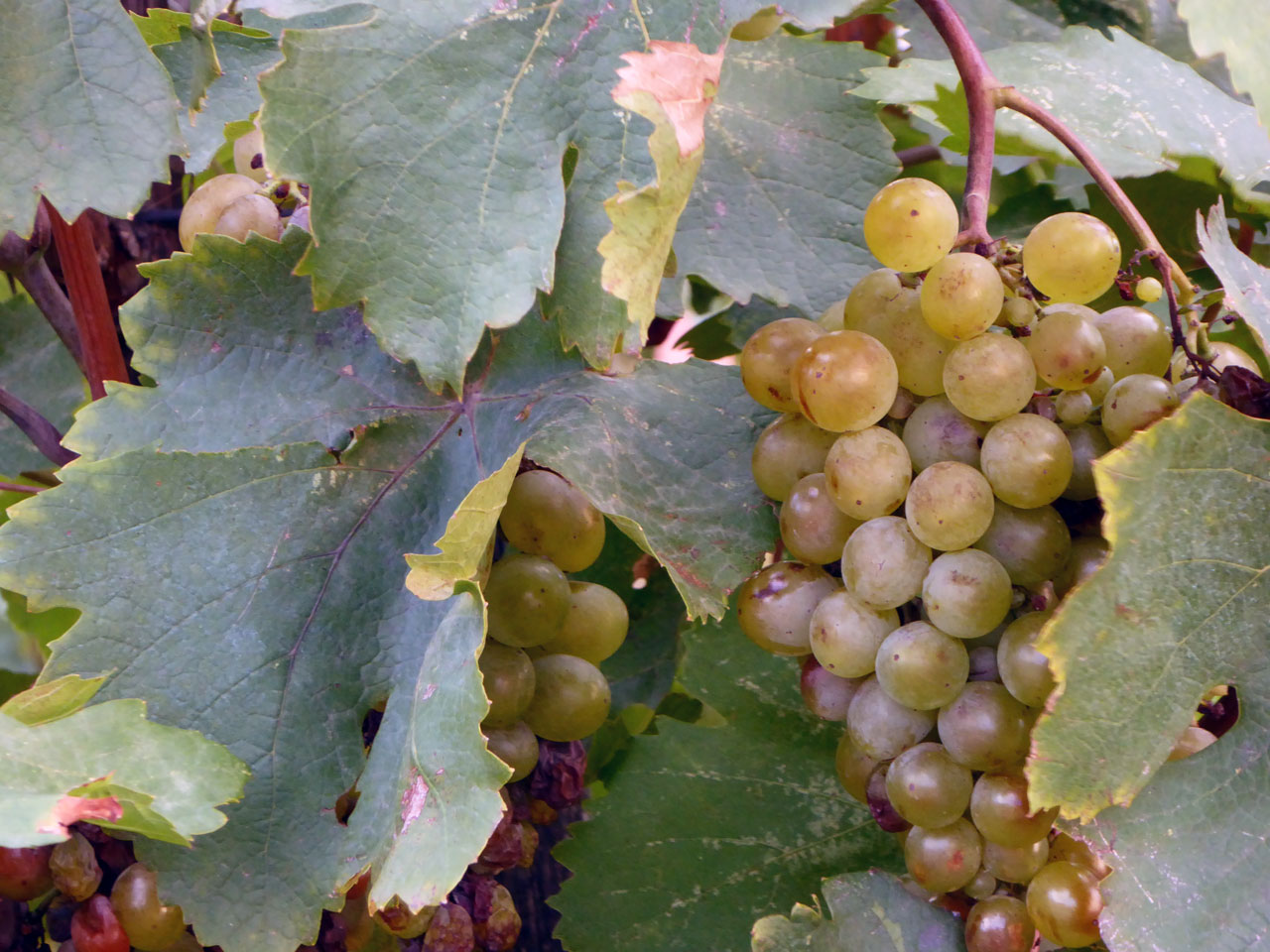 Grapes at the Alaverdi Monastery, Georgia