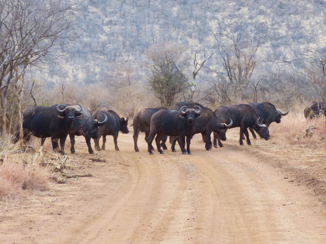 Herd of Cape buffalo in Madikwe Game Reserve, South Africa