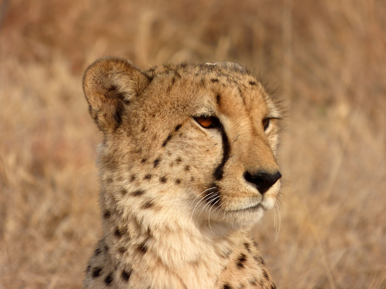 Cheetah in Madikwe Game Reserve, South Africa