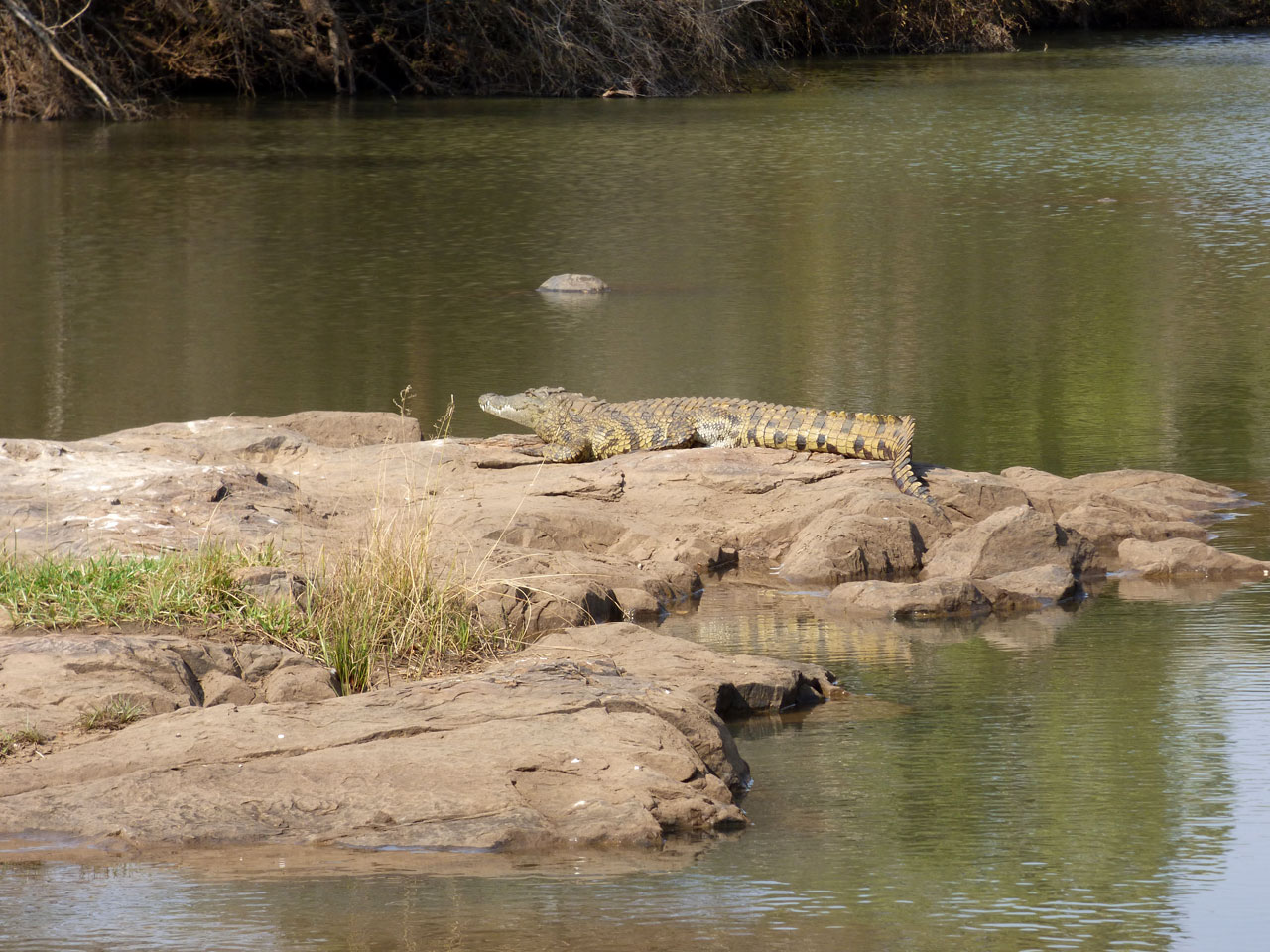 Crocodile by the Madikwe River, South Africa