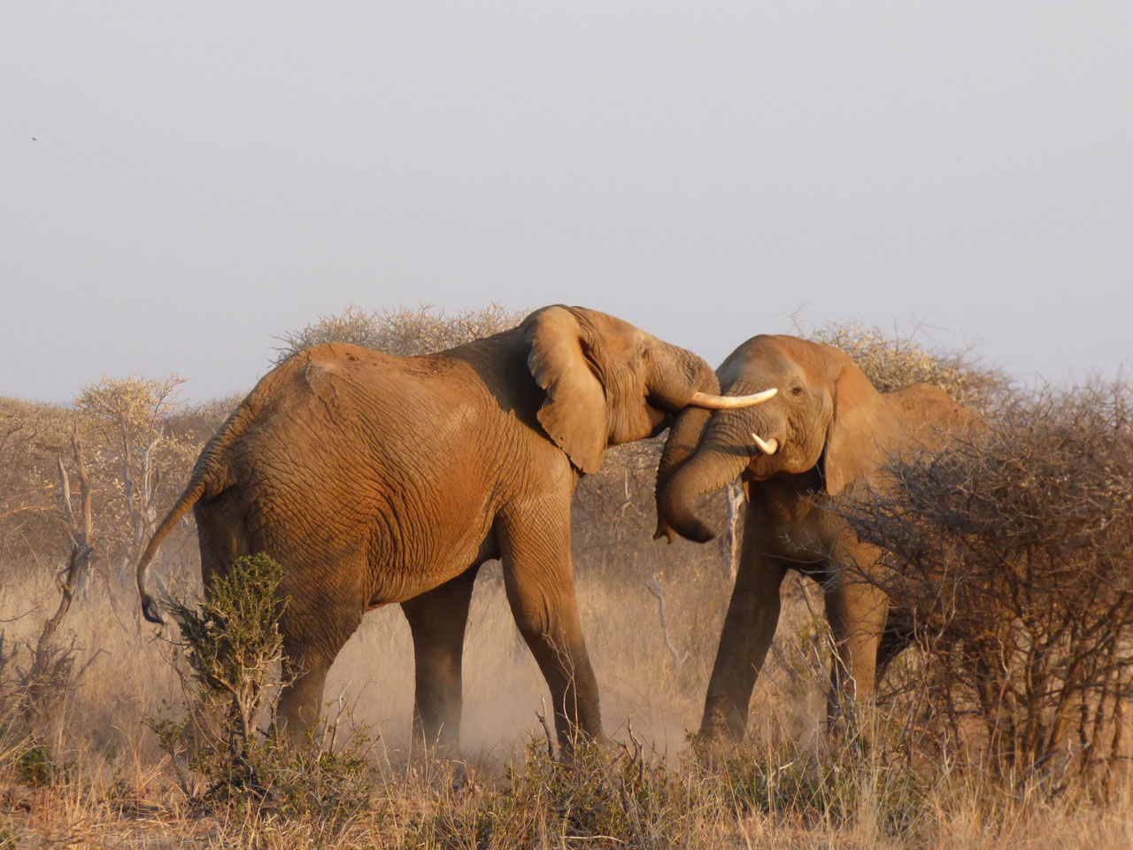 Elephants fighting in Madikwe Game Reserve, South Africa