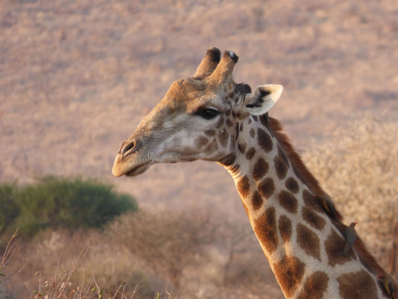 Giraffe in Madikwe Game Reserve, South Africa