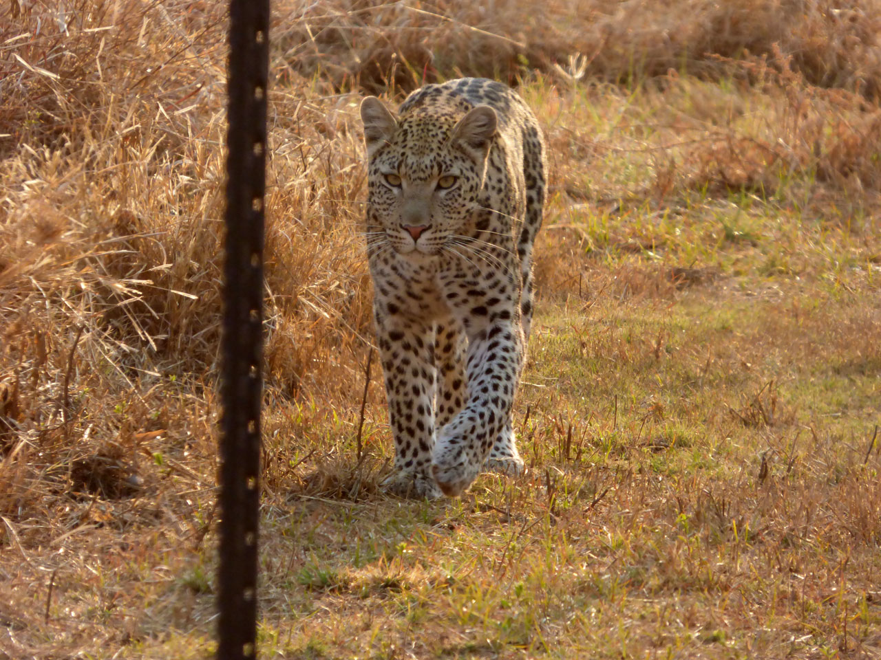 Leopard at Sanctuary Makanyane Lodge, South Africa