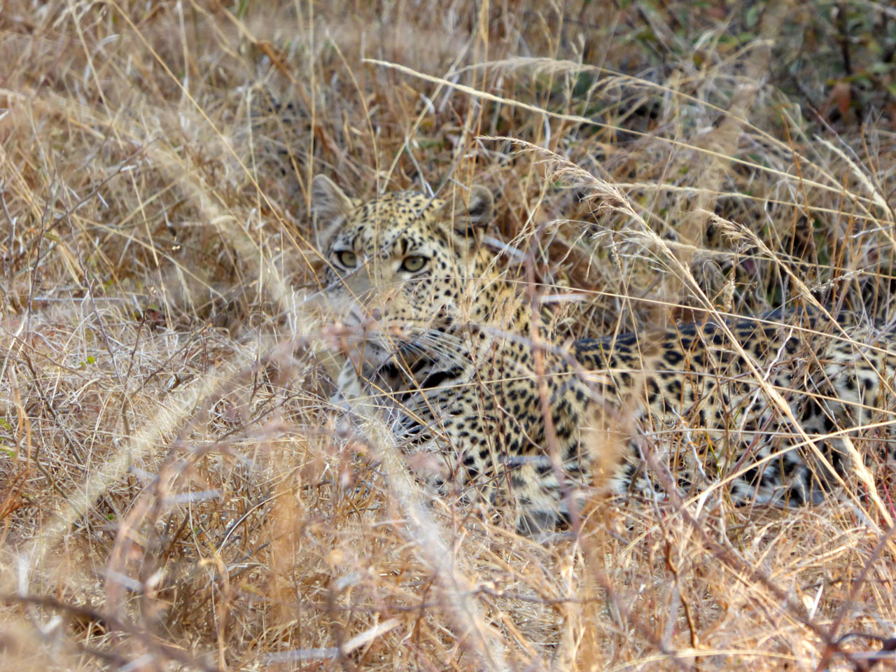 Leopard in the undergrowth at Sanctuary Makanyane, South Africa