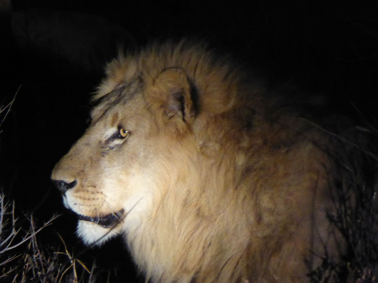 Male lion in Madikwe Game Reserve, South Africa