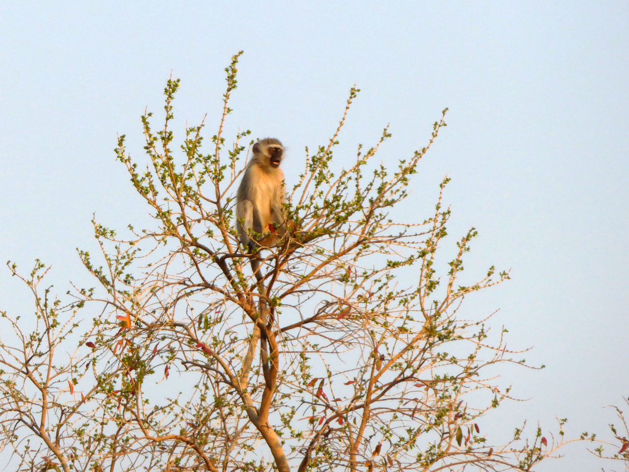 Vervet monkey in Madikwe Game Reserve, South Africa