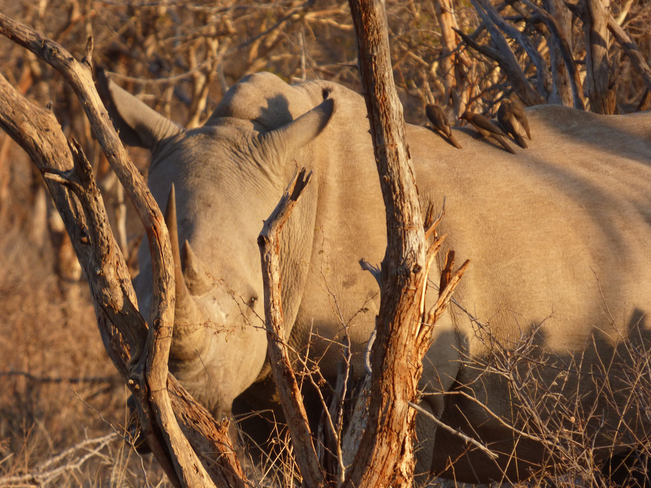 White rhino in Madikwe Game Reserve, South Africa