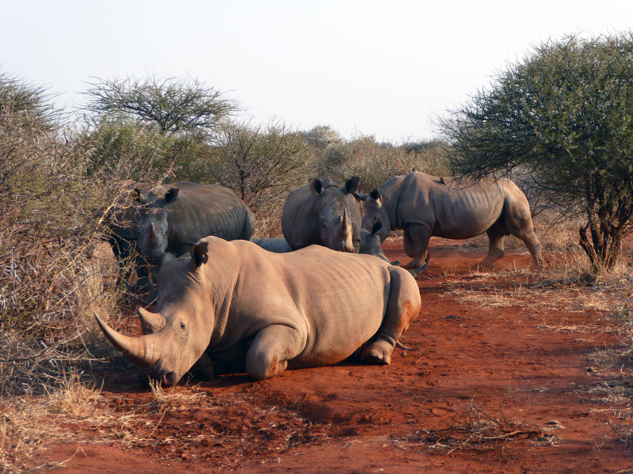 White rhinos in Madikwe Game Reserve, South Africa