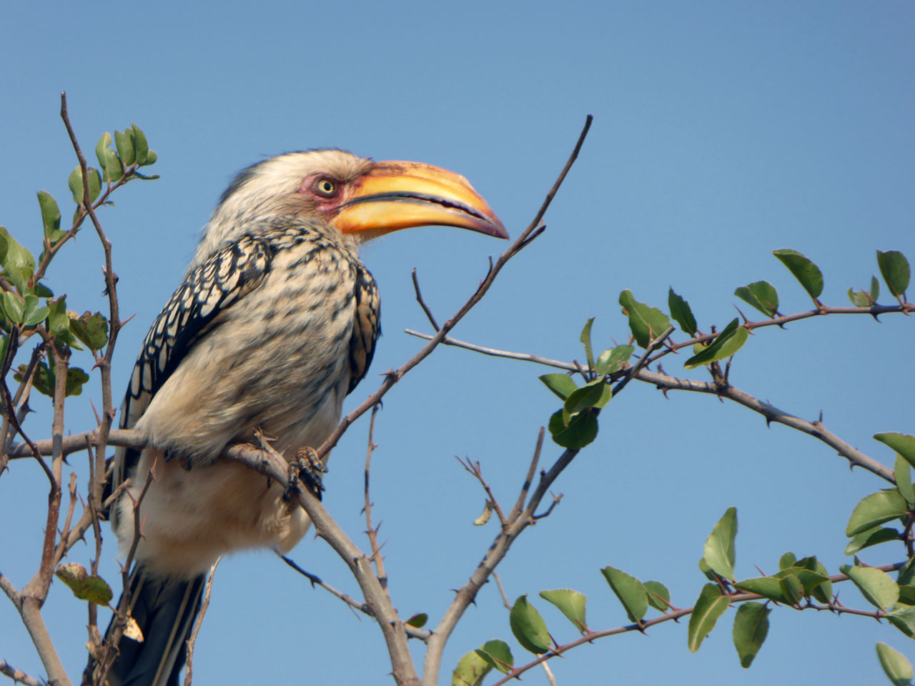 Yellow-billed hornbill in Madikwe Game Reserve, South Africa