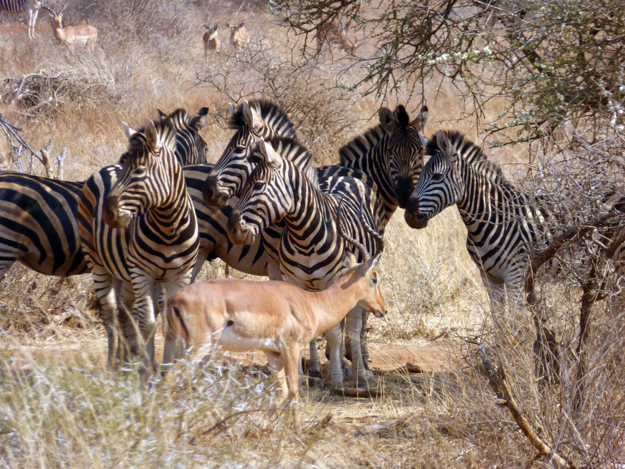 Zebras and impalas in Madikwe Game Reserve, South Africa