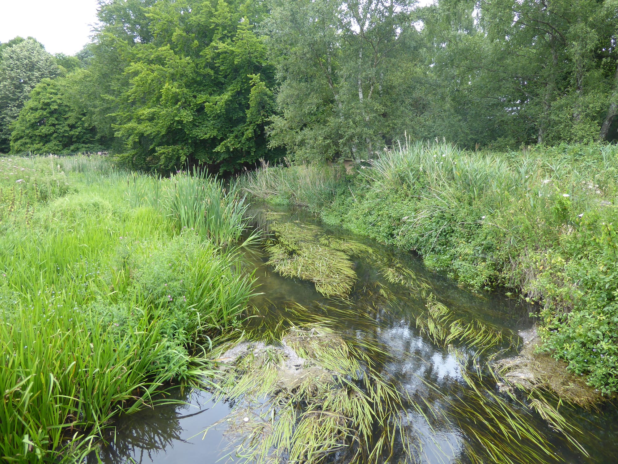 The river Wensum