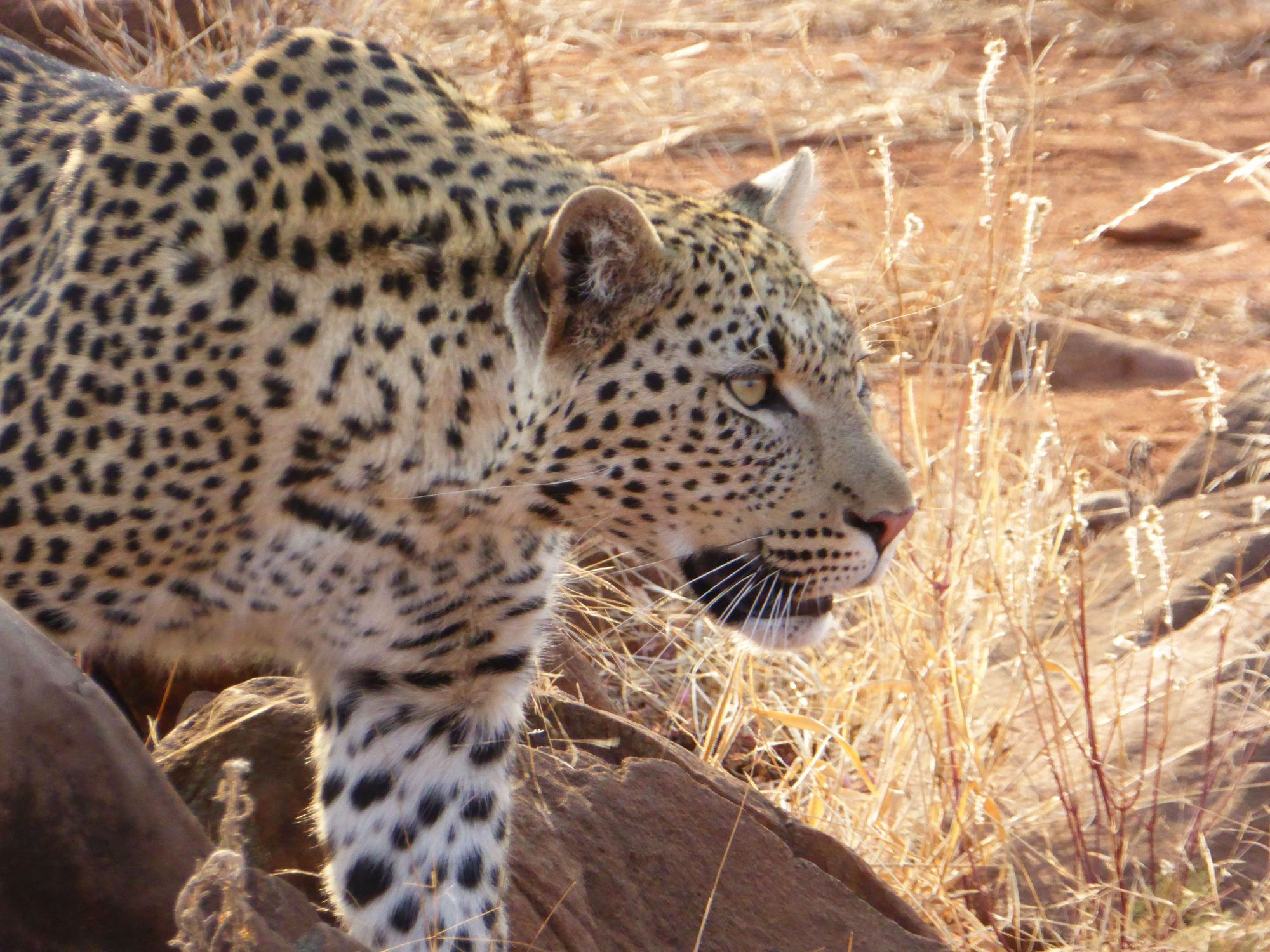 On safari in Madikwe Game Reserve