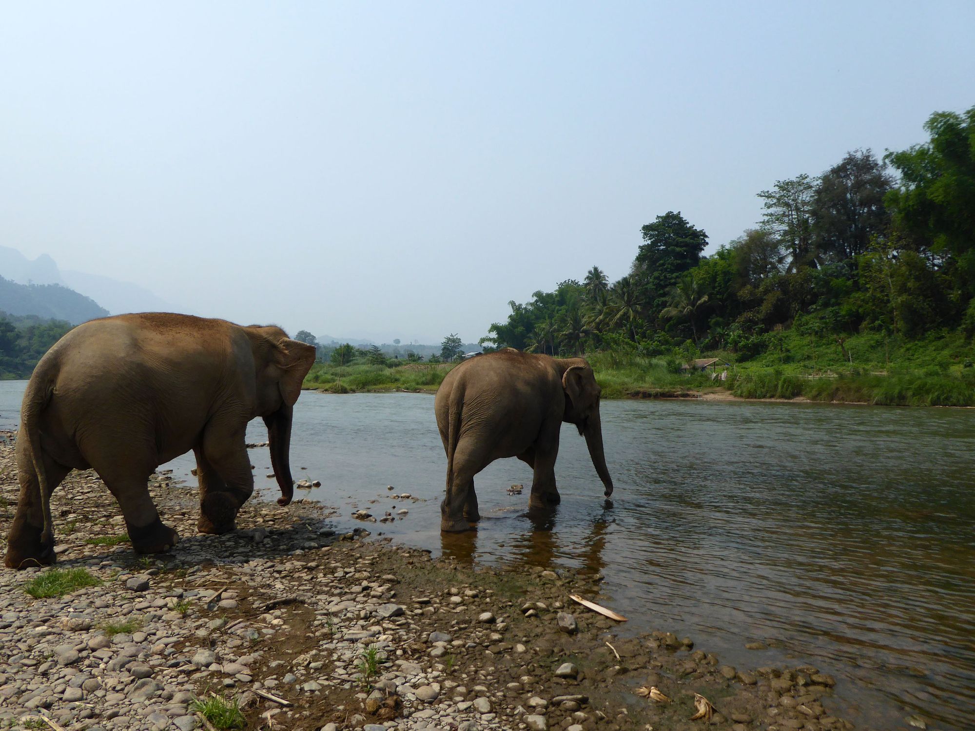 MandaLao: Ethical elephant encounters in Luang Prabang