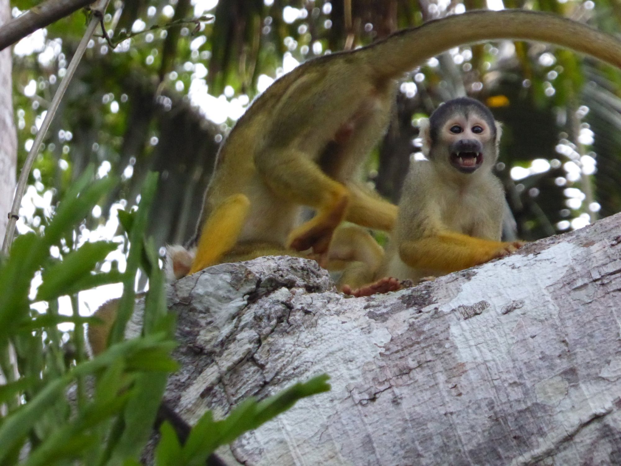 Monkeying around in Madidi National Park