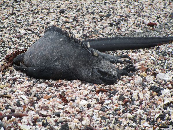 The Galapagos: A world without humans